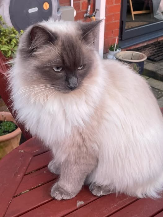 Lost Cat in Liverpool, England — listing photo