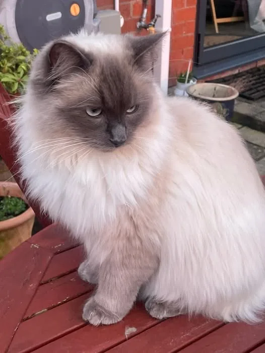Lost Cat in Liverpool, England — listing photo