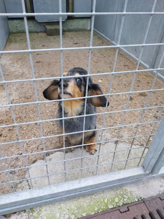 Found Dog in Manchester, England — listing photo