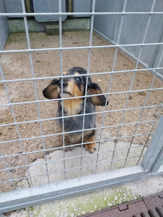 Found Dog in Manchester, England Found Dog in Manchester, England — listing photo