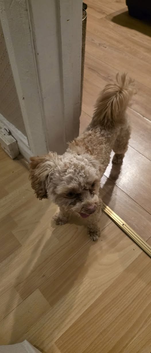 Found Dog in London, England — listing photo