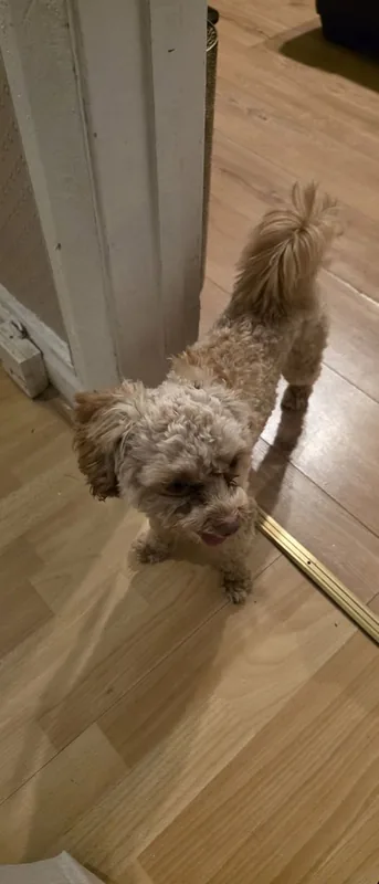 Found Dog in London, England Found Dog in London, England — listing photo