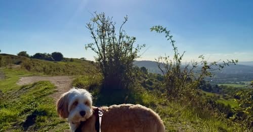 Lost Dog in Cheltenham, England — listing photo
