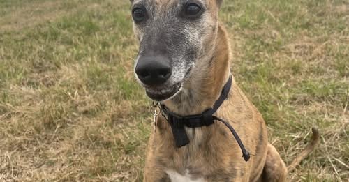 Lost Dog in Bristol, England — listing photo