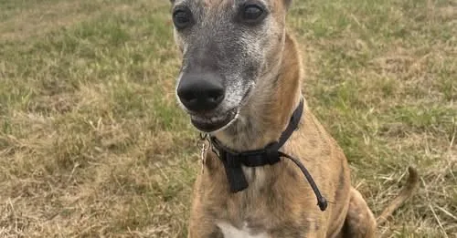 Lost Dog in Bristol, England Lost Dog in Bristol, England — listing photo