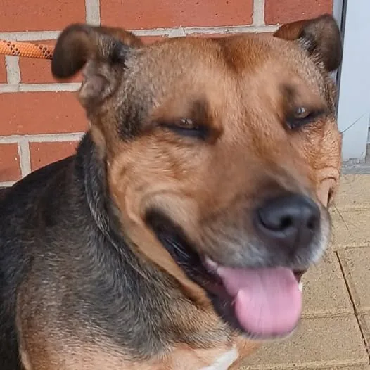 Found Dog in Leeds, England Found Dog in Leeds, England — listing photo