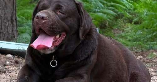 Lost Dog in Ipswich, England — listing photo