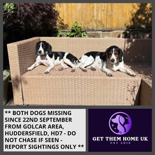 Lost Dog in Huddersfield, England — listing photo