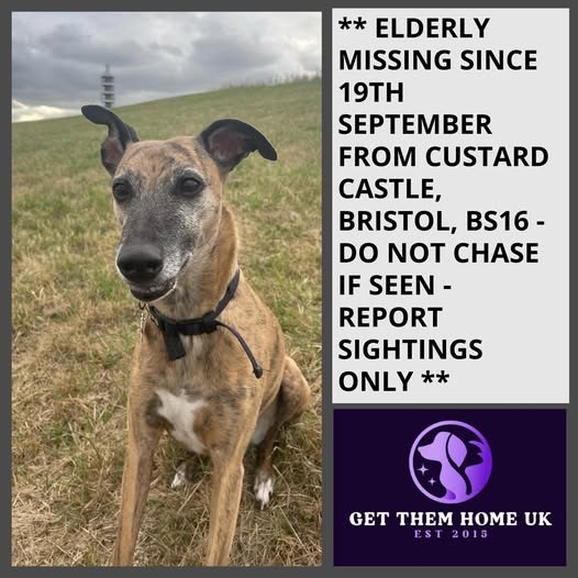 Lost Dog in Bristol, England — listing photo