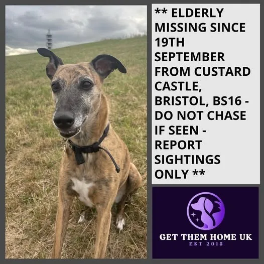 Lost Dog in Bristol, England Lost Dog in Bristol, England — listing photo