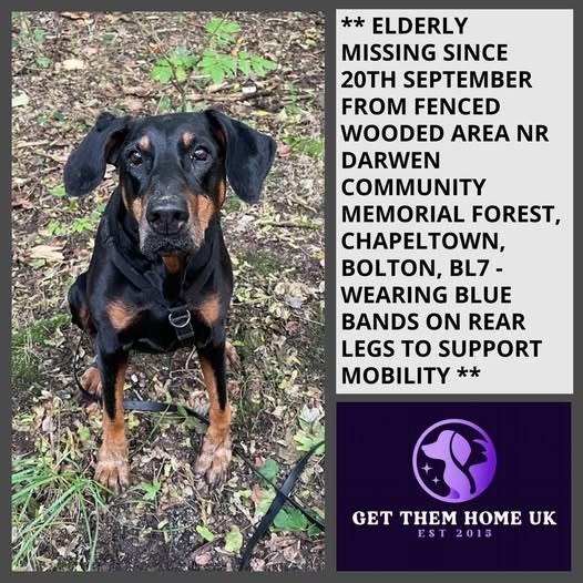 Lost Dog in Bolton, England — listing photo