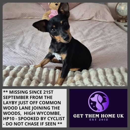 Lost Dog in High Wycombe, England — listing photo