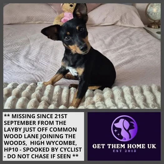 Lost Dog in High Wycombe, England — listing photo