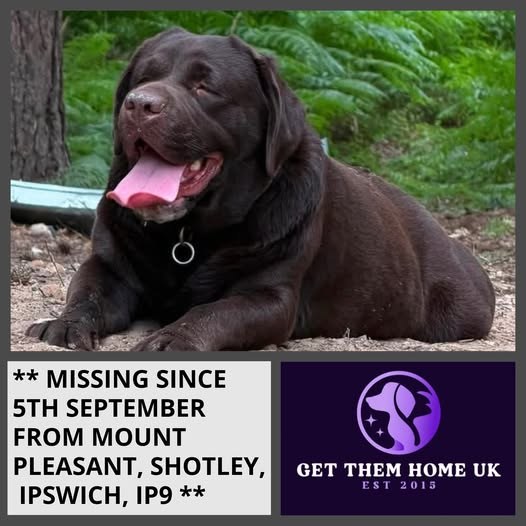 Lost Dog in Ipswich, England — listing photo