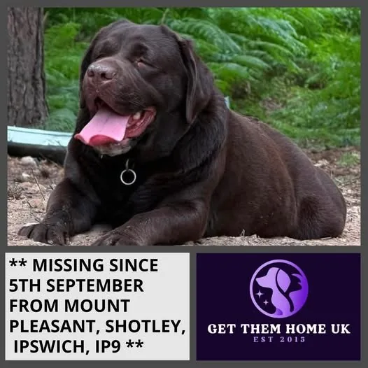 Lost Dog in Ipswich, England — listing photo