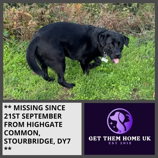 Lost Dog in Stourbridge, England — listing photo