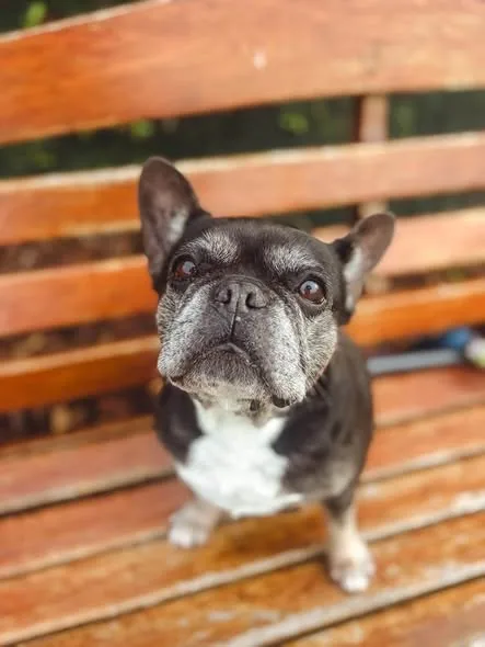 Pet alert in Newport, Wales: Needs a home golden dog in Newport Pet alert in Newport, Wales — Needs a home golden dog in Newport