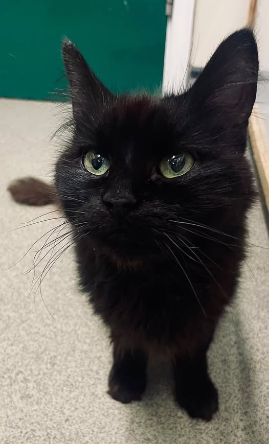 Found Cat in Milton Keynes, England — listing photo