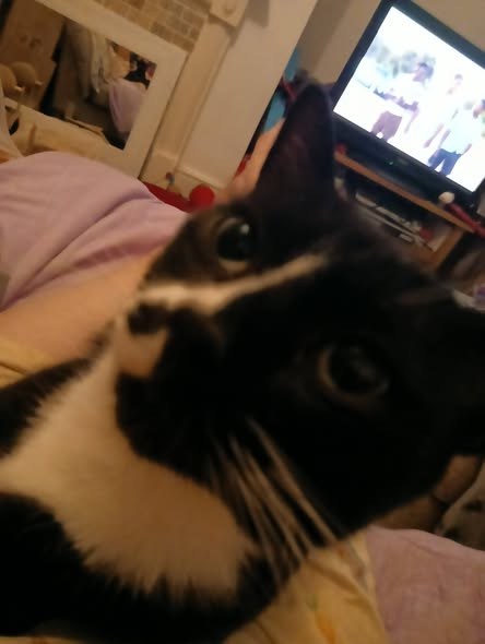 Lost Cat in Leeds, England — listing photo
