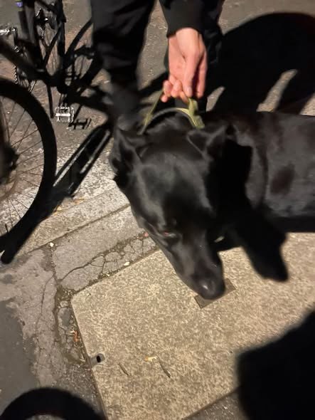 Found Dog in Milton Keynes, England — listing photo