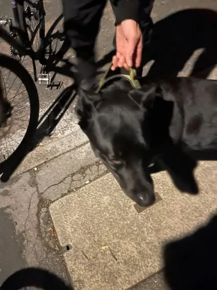 Found Dog in Milton Keynes, England — listing photo