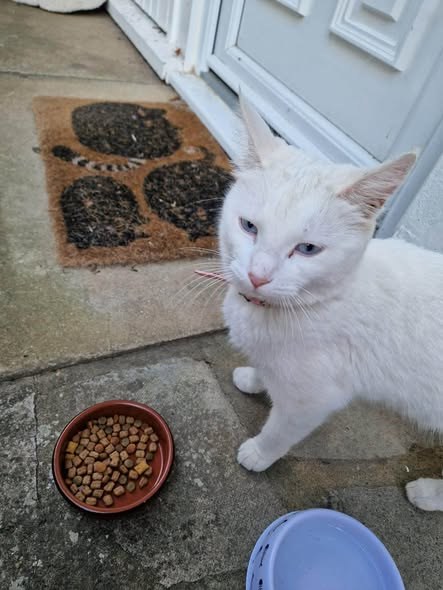 Lost Cat in Milton Keynes, England — listing photo
