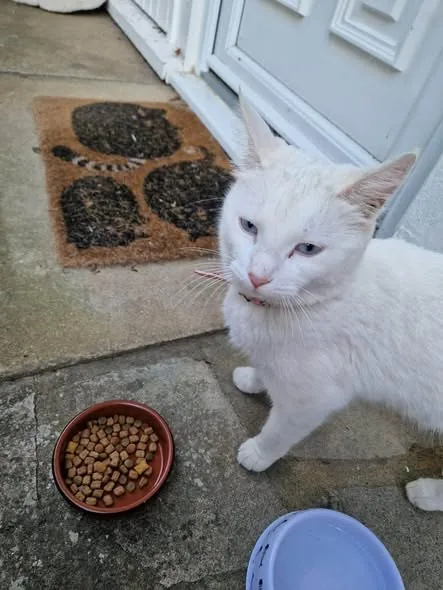 Lost Cat in Milton Keynes, England — listing photo