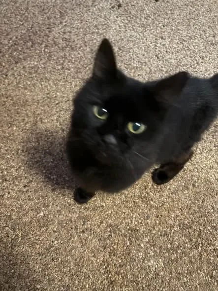 Found Cat in Milton Keynes, England — listing photo