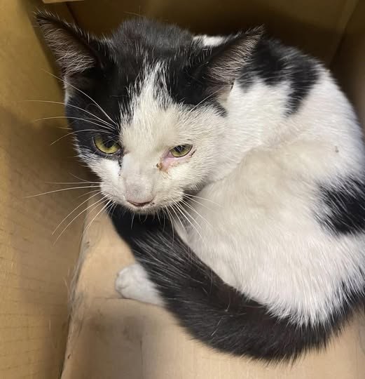 Found Cat in Wolverhampton, England — listing photo