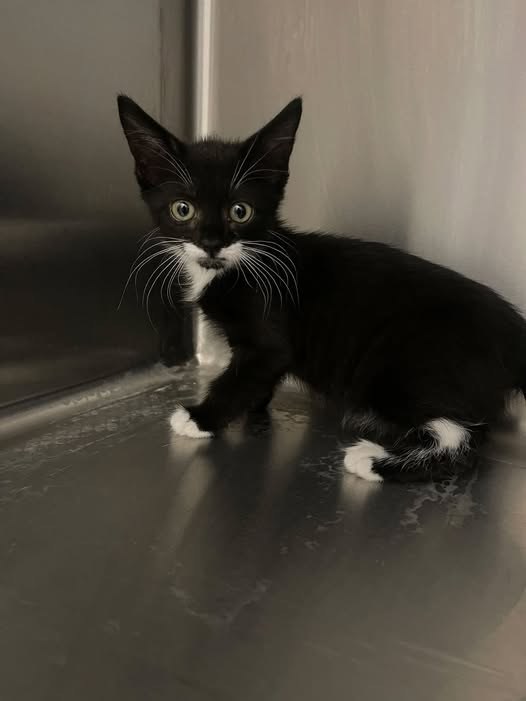 Found Cat in Leeds, England — listing photo