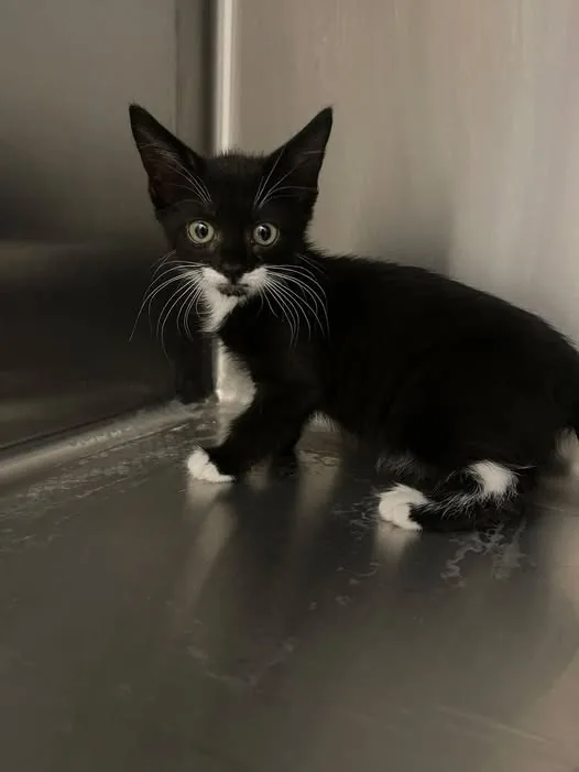 Found Cat in Leeds, England — listing photo