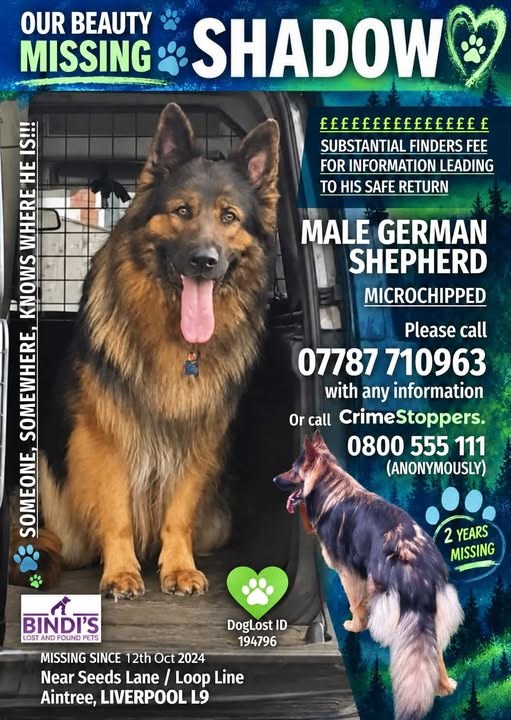 Lost Dog in Liverpool, England — listing photo