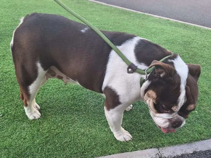 Found Dog in Coventry, England — listing photo