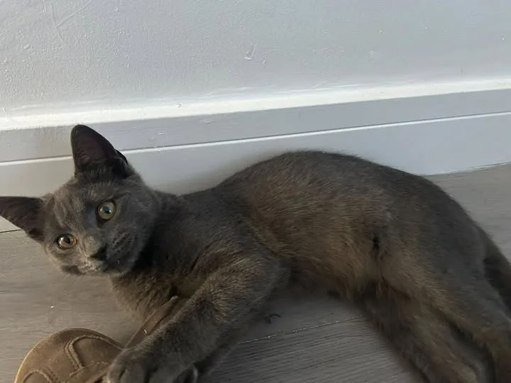 Found Cat in Coventry, England — listing photo