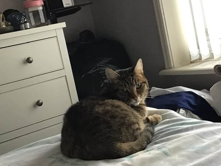 Lost Cat in Liverpool, England — listing photo