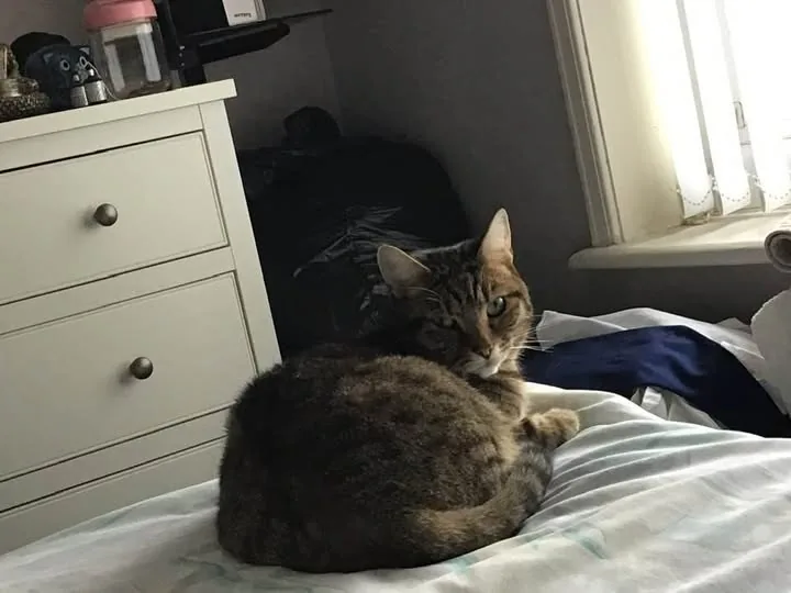 Lost Cat in Liverpool, England — listing photo