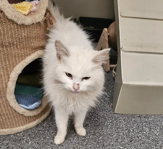 Found Cat in Hamilton, Scotland — listing photo