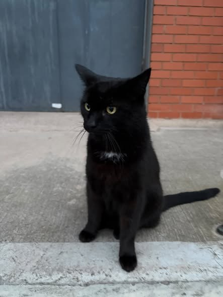 Lost Cat in Coventry, England — listing photo