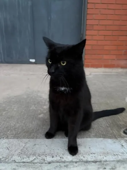 Lost Cat in Coventry, England — listing photo