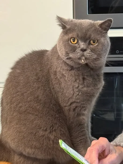 Lost Cat in Coventry, England — listing photo