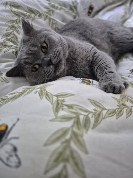 Lost Cat in Liverpool, England — listing photo