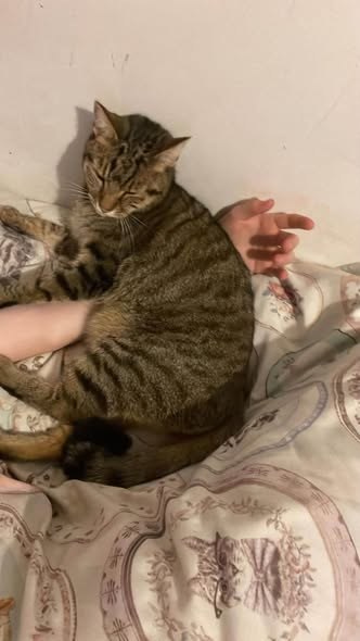 Lost Cat in Liverpool, England — listing photo