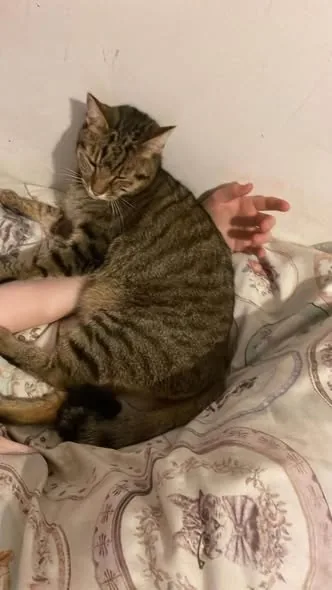 Lost Cat in Liverpool, England Lost Cat in Liverpool, England — listing photo
