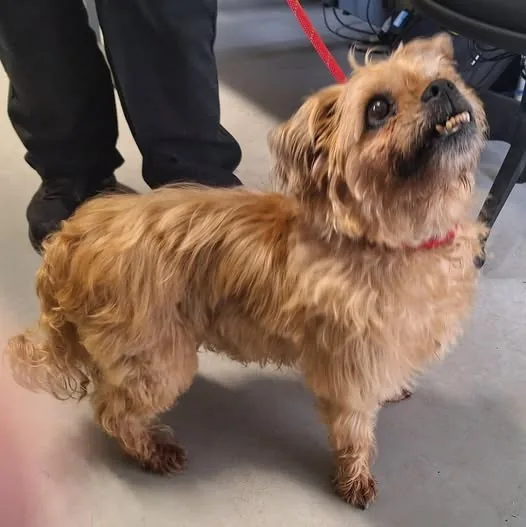Found Dog in Coventry, England — listing photo