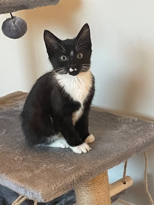 Found Cat in Manchester, England — listing photo