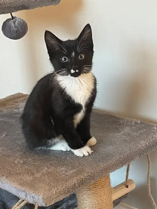 Found Cat in Manchester, England Found Cat in Manchester, England — listing photo