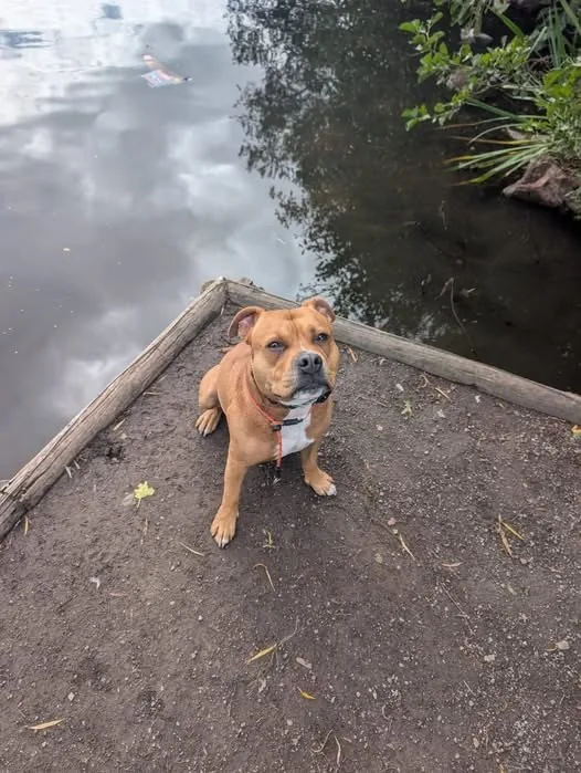 Lost Pet in Manchester, England Lost Pet in Manchester, England — listing photo