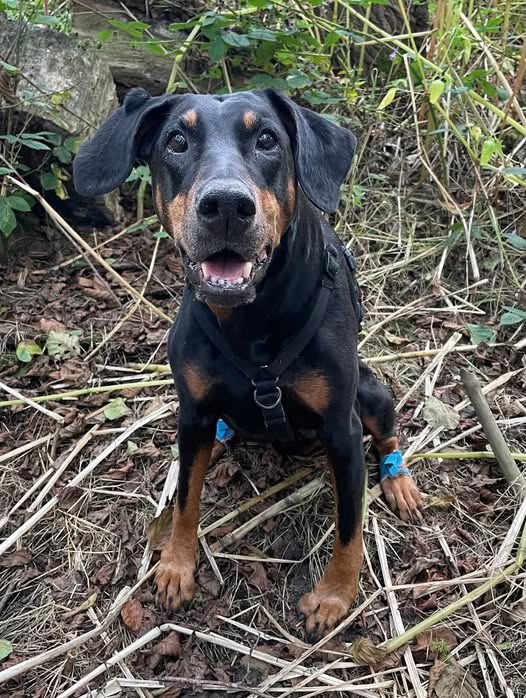 Lost Dog in Manchester, England — listing photo