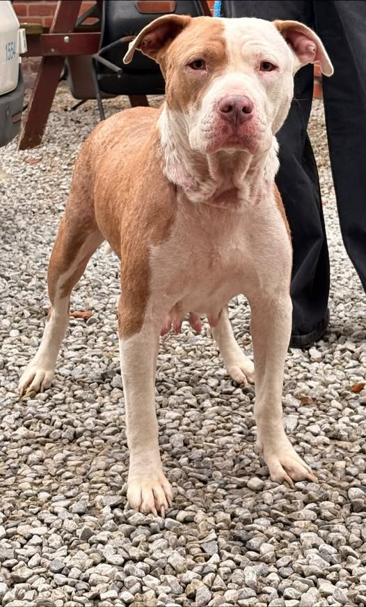 Found Dog in Manchester, England — listing photo