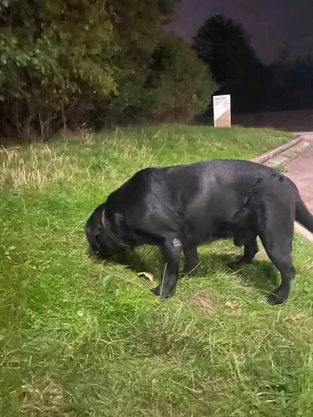 Found Dog in Norwich, England Found Dog in Norwich, England — listing photo